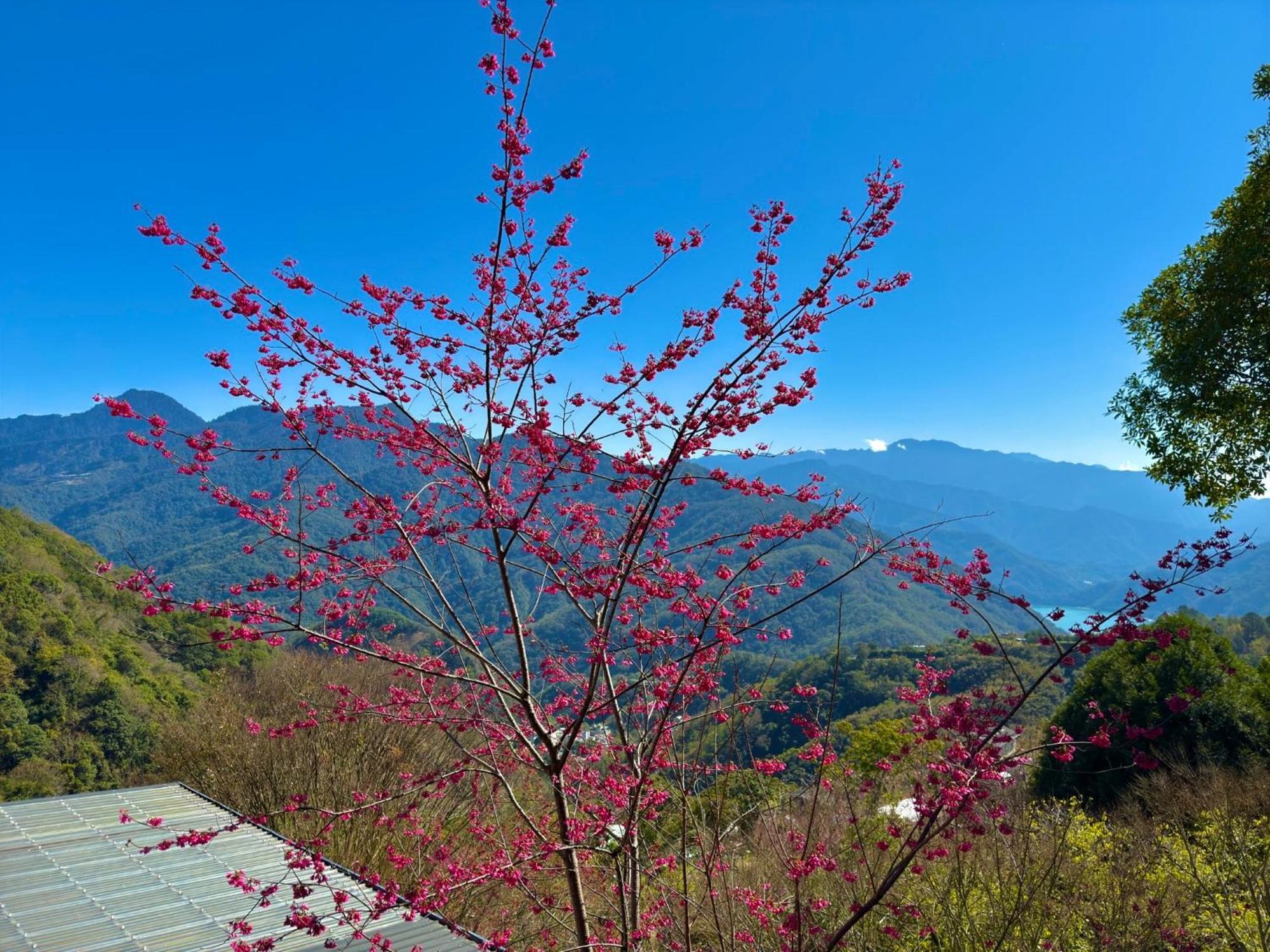 Tian Hsiang Tea B&B Ren'ai Exterior foto